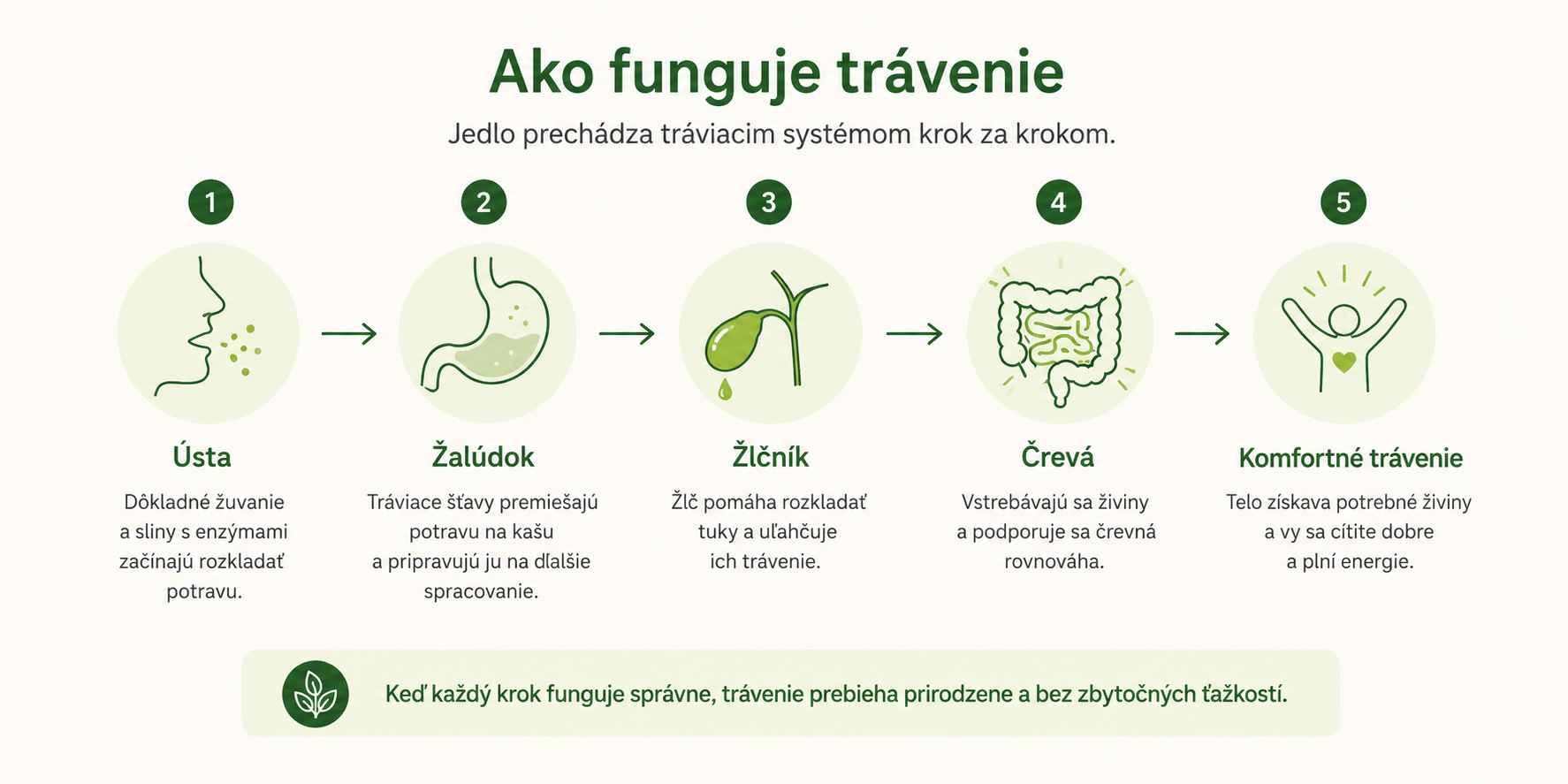 Infografika cesty trávenia: ústa, žalúdok, žlč a črevá až po komfortné trávenie